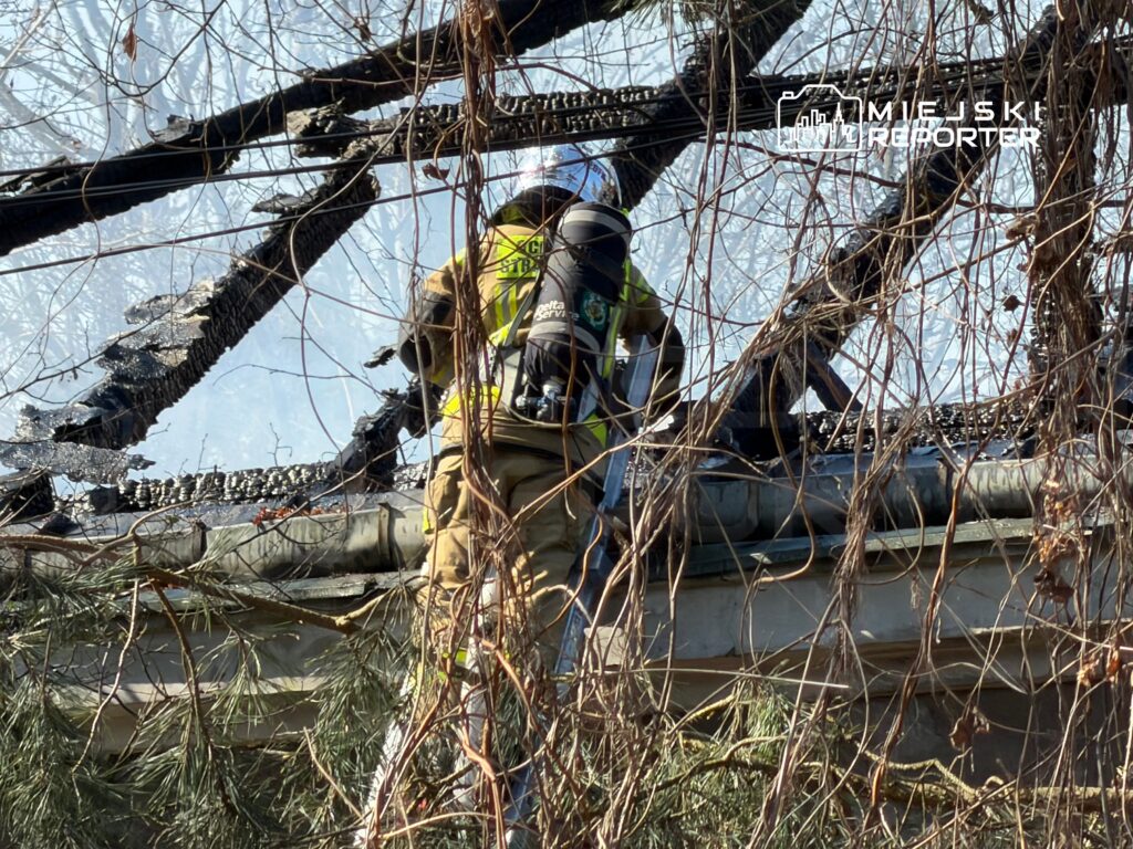 Strażak w hełmie i kamizelce ochronnej przeszukuje zgliszcza spalonego dachu wśród gałęzi drzew.