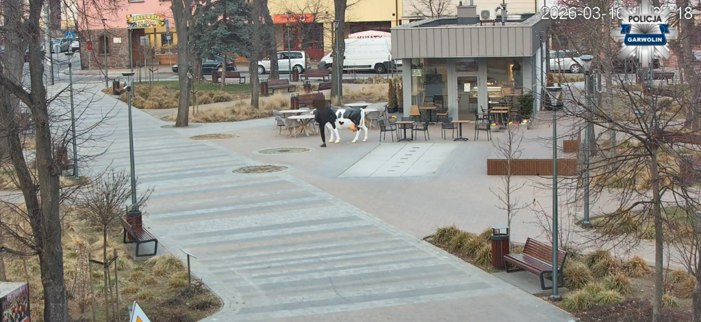 Mężczyzna w czarnym ubraniu prowadzi krowę po deptaku w miejskim parku, obok kawiarni z zewnętrznymi stolikami.