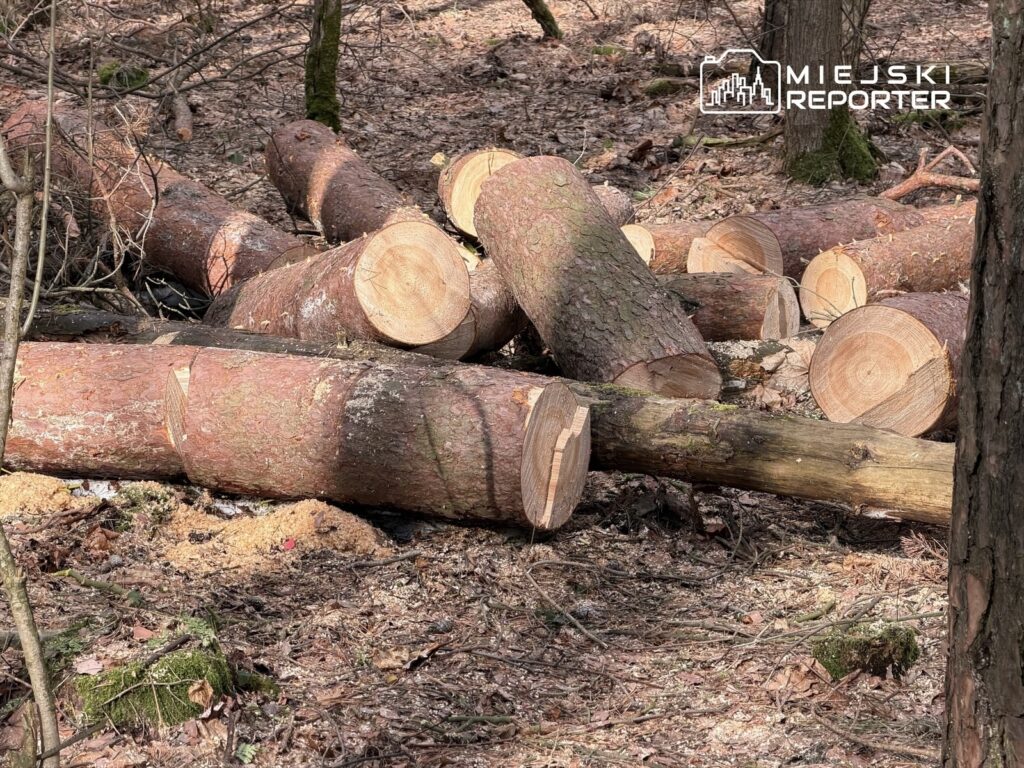 Pnie drzew leżące na leśnej ściółce, z widocznymi cięciami na końcach, otoczone drobnymi gałęziami i liśćmi.