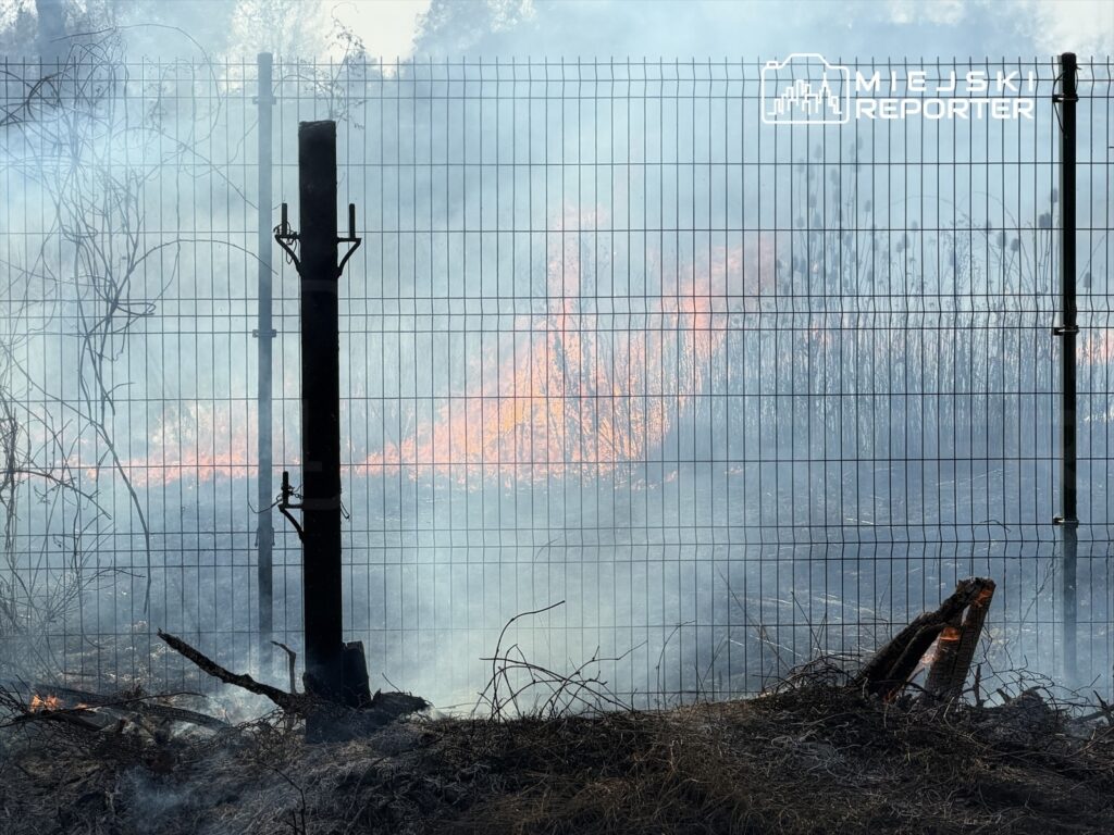 Płonąca trawa i dym za ogrodzeniem z siatki, w tle widoczne ognisko. W pobliżu spalone gałęzie.