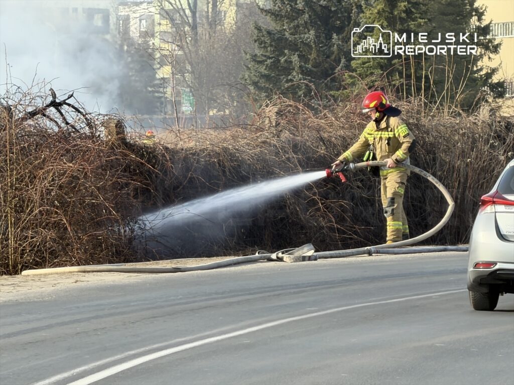 Strażak w mundurze gaśniczym polewa wodą z węża płonące zarośla przy drodze, w tle widoczne budynki.