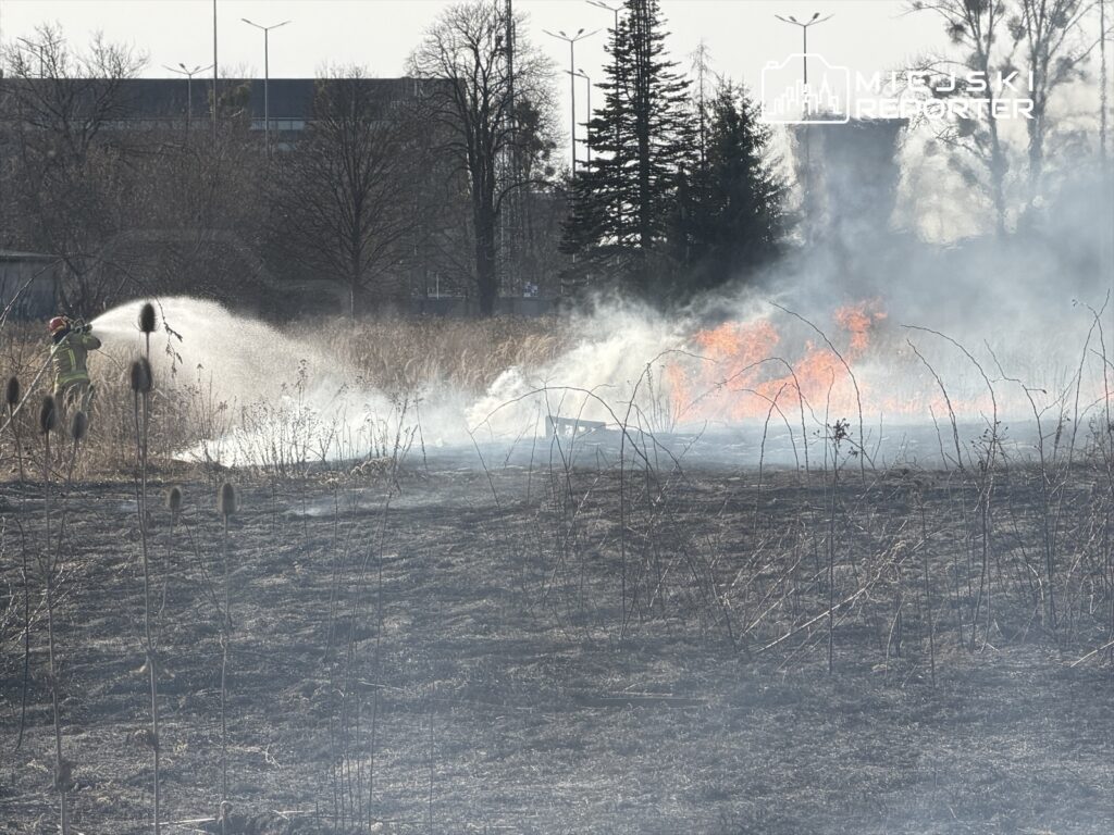 Strażak w mundurze gasi ogień na zarośniętym terenie, w tle widać dym i płomienie.