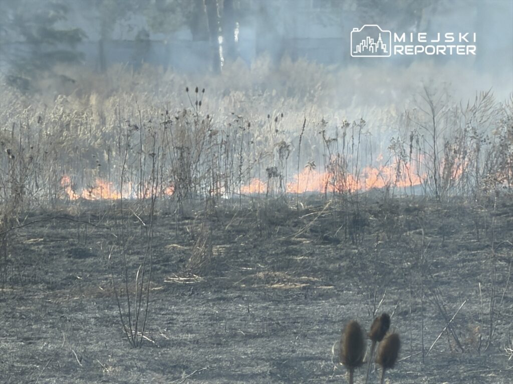 Płonąca trawa na tle dymu, otoczenie charakteryzuje się popaloną roślinnością i zniszczoną ziemią.