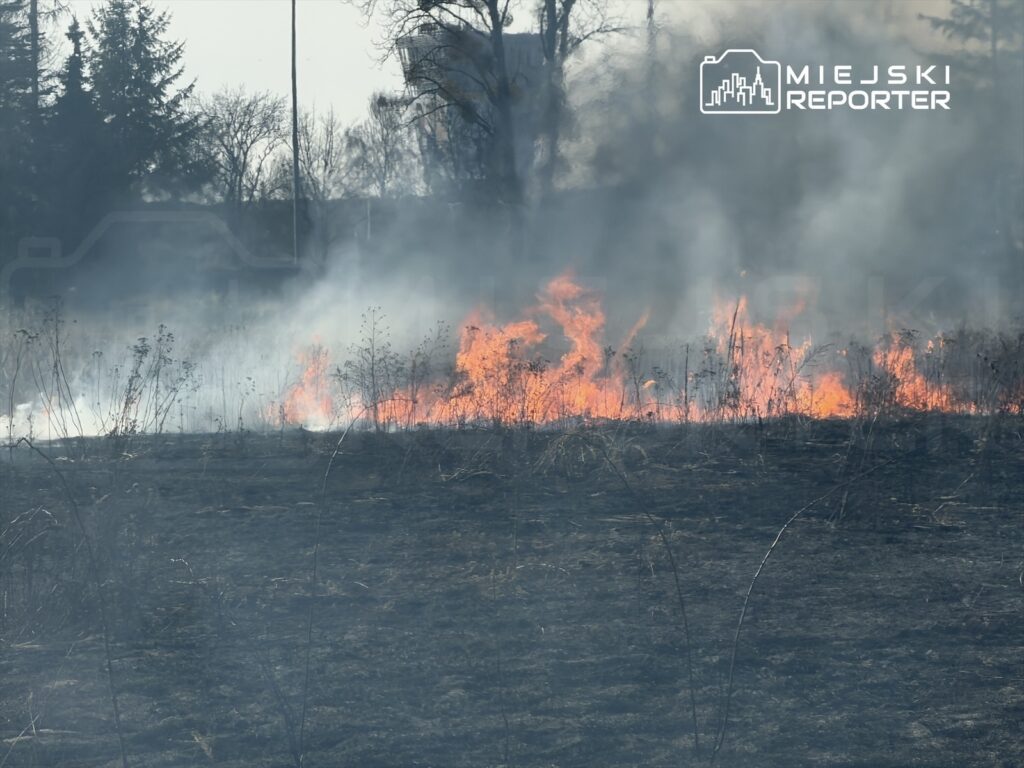 Pożar trawy rozprzestrzenia się na zalesionym terenie, w tle widoczne są drzewa i dym.