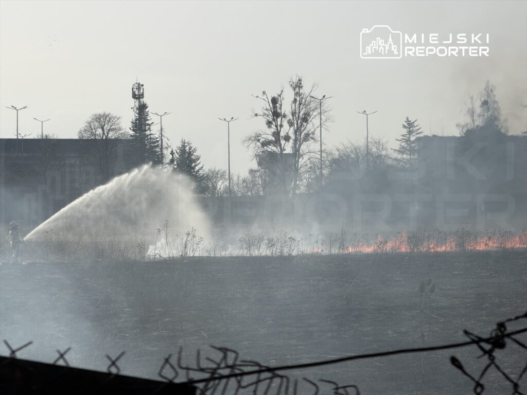 Strażak polewa wodą palący się teren na skraju miasta, w tle widoczne drzewa i budynki.