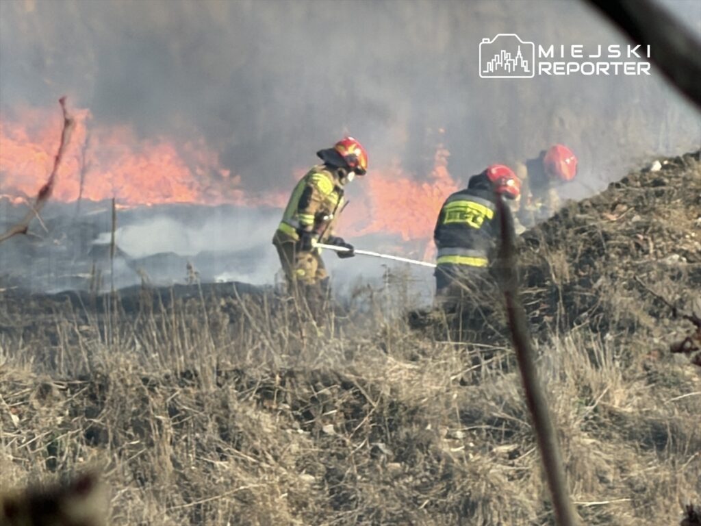 Strażacy gaszą pożar trawy, walcząc z ogniem w otoczeniu spalonej roślinności.