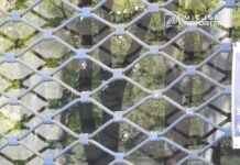 Zamknięta witryna sklepu zabezpieczona niebieską kratą, w tle odbicia zieleni drzew.