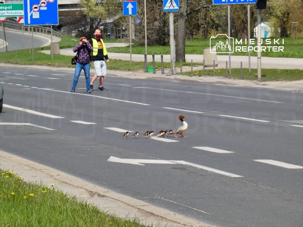 Kaczka prowadzi stado piskląt przez jezdnię, obok dwóch osób z aparatami fotograficznymi.