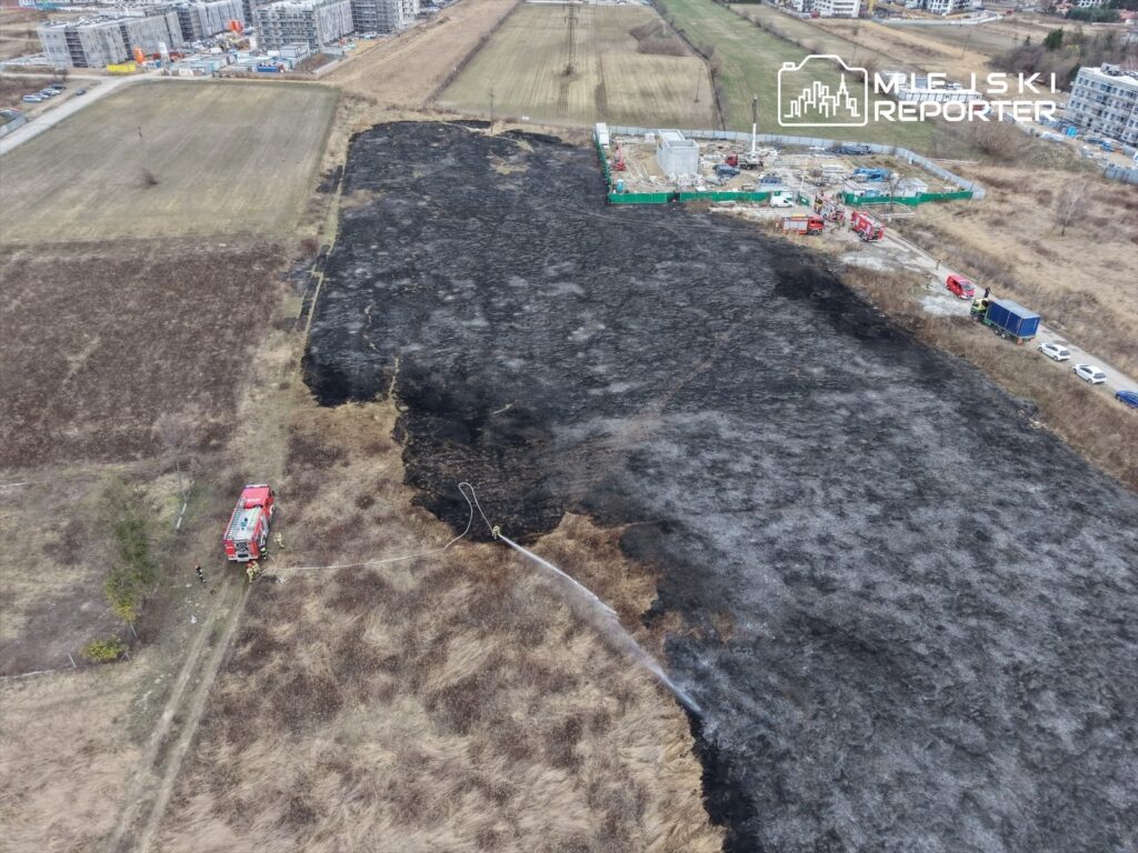 Strażacy gaszą pożar trawy na dużym, spalonym obszarze w otoczeniu budynków mieszkalnych.