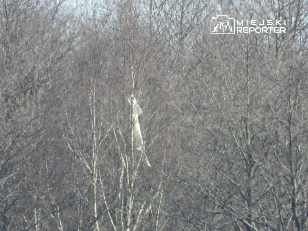 Biały obiekt zawieszony w gałęziach drzew w lesie, w otoczeniu nagich konarów.