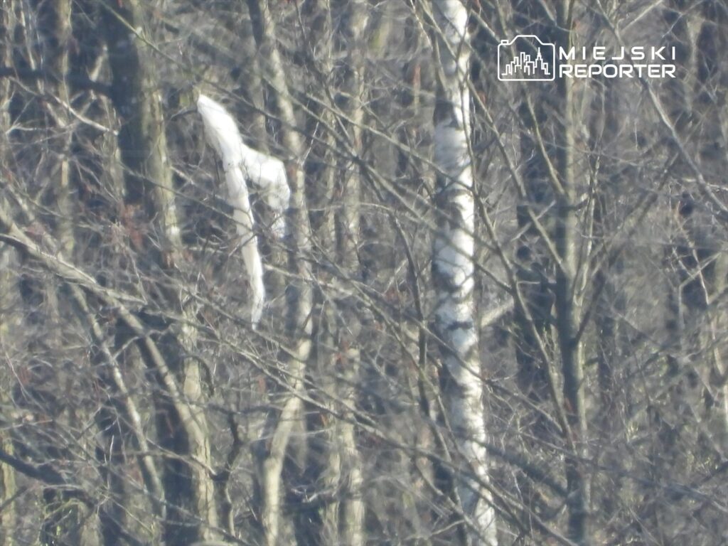 Biały obiekt zawieszony wśród nagich gałęzi drzew w lesie.