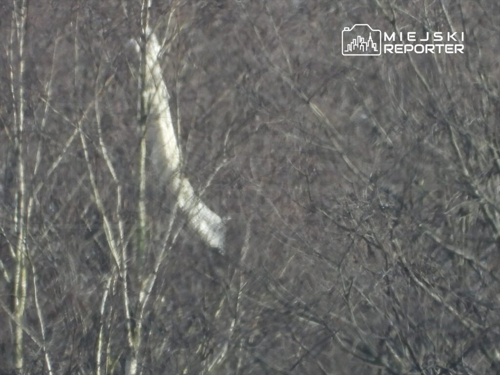 Biały obiekt widoczny wśród nagich gałęzi drzew, przypominający sylwetkę zwierzęcia.