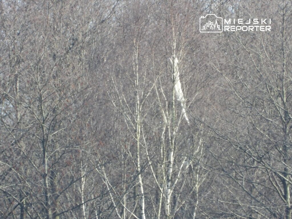 Białe drzewa w lesie, pozbawione liści, w tle szary niebo.