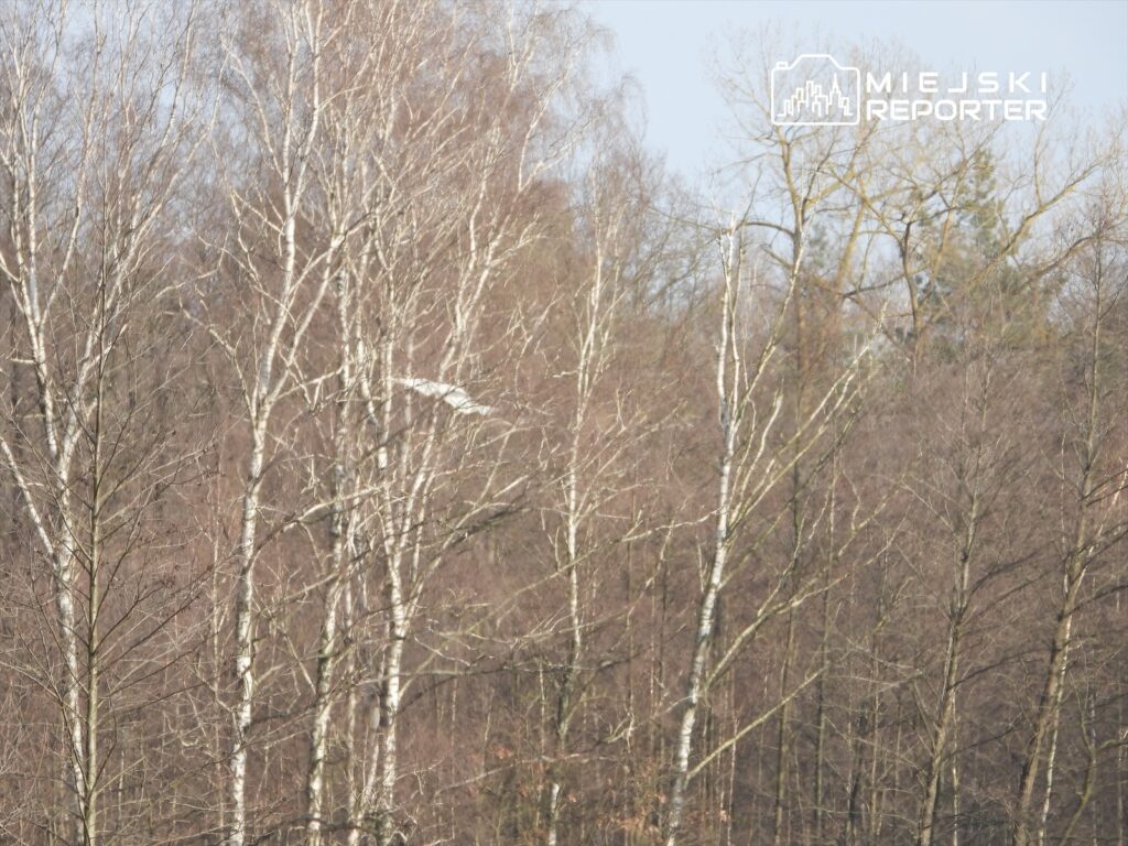 Puste drzewa liściaste z białymi pniami w lesie, w tle widoczne zarysy zielonych drzew na horyzoncie.