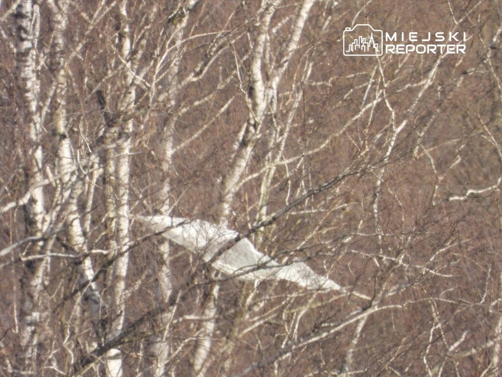 Biały ptak przelatuje pomiędzy nagimi gałęziami brzozowych drzew w słoneczny dzień.