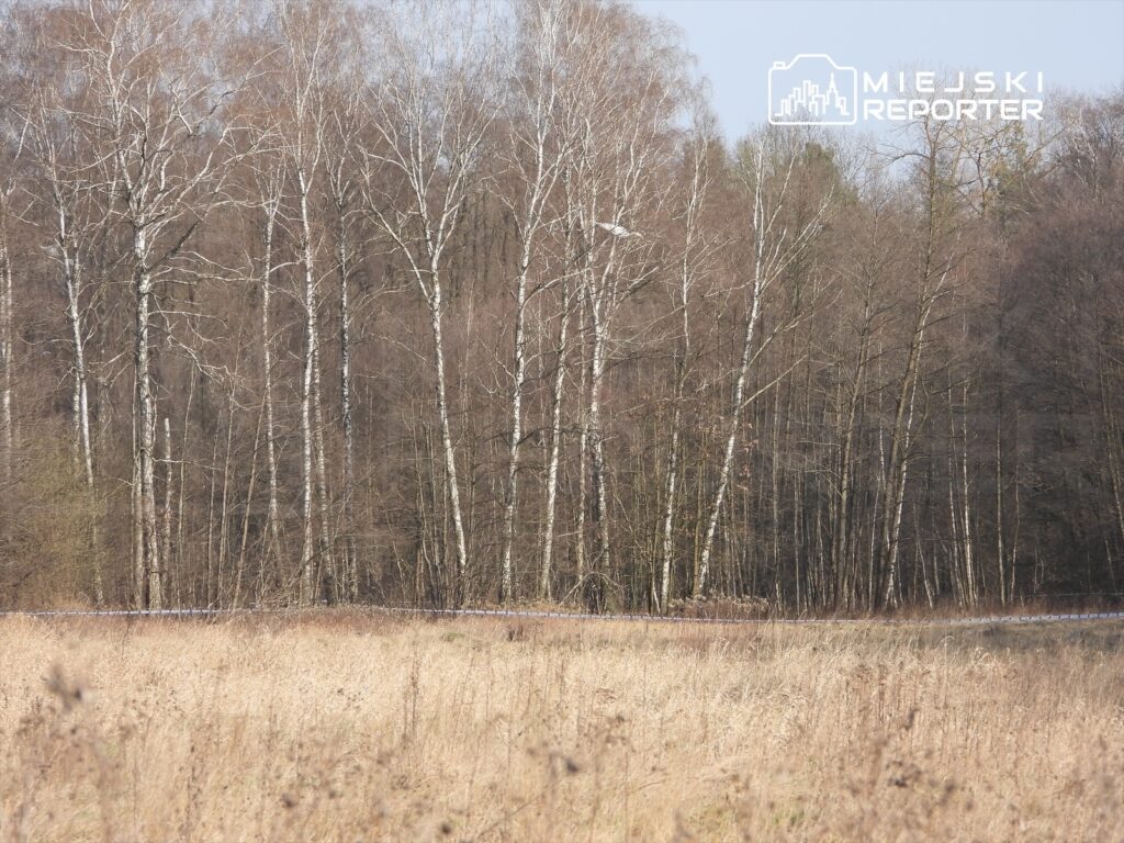 Grupa wysokich, nagich drzew liściastych rosnących w lesie, otoczonych suchą, trawiastą łąką.