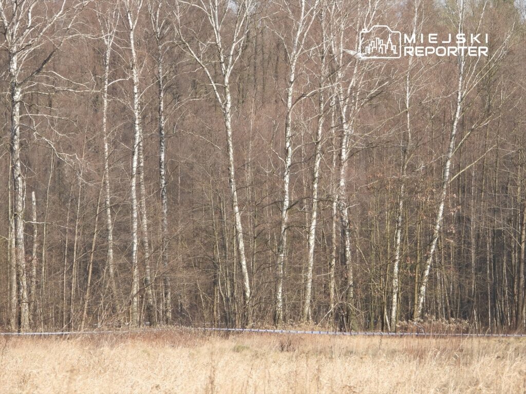 Grupa wysokich, nagich drzew w lesie, z widocznymi białymi pniami, otoczona suchą łąką.