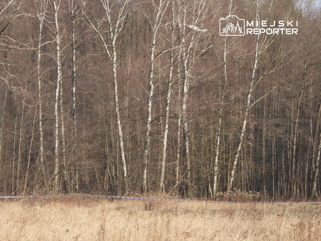 Grupa nagich, białych brzóz rośnie w lesie, otoczona suchą trawą i krzewami wczesną wiosną.