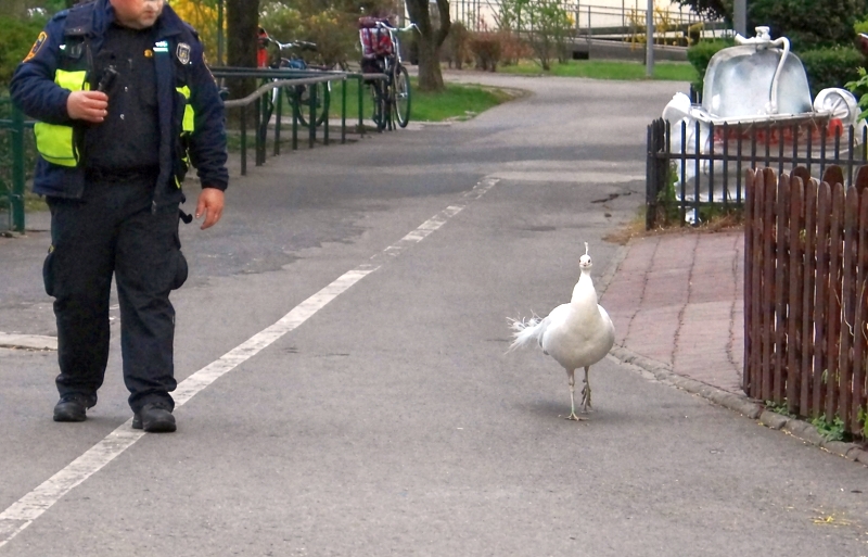 Policjant w mundurze idzie wzdłuż alei, obok białego pawia spacerującego na chodniku.