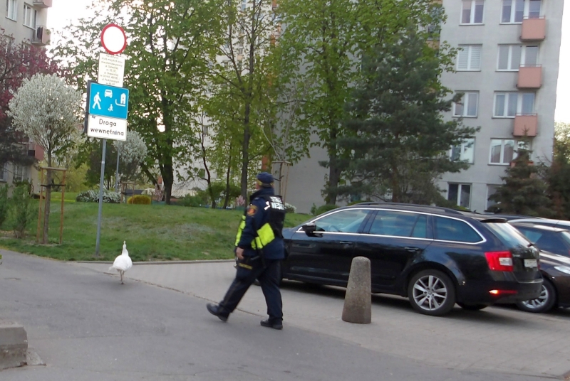 Policjant w mundurze idzie obok łabędzia na osiedlowej drodze, obok oznakowania i zaparkowanych samochodów.