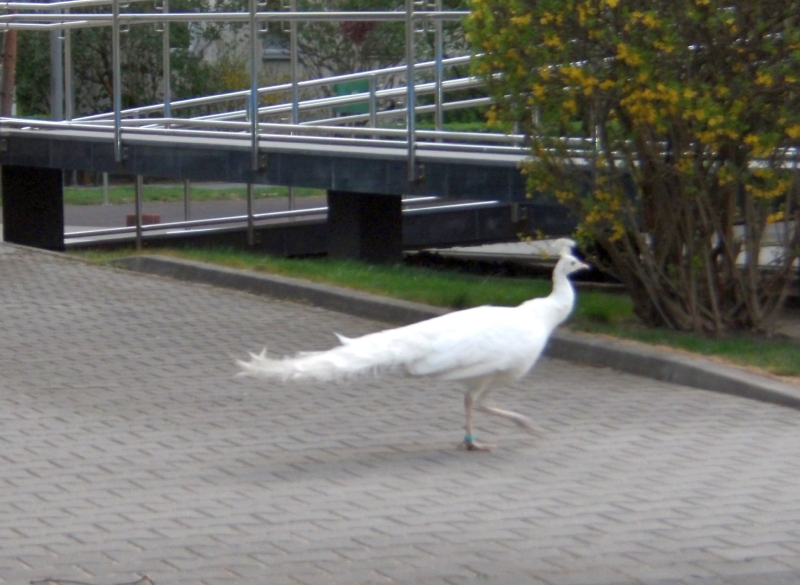 Biały paw spacerujący po asfaltowej ścieżce w otoczeniu zieleni i metalowej balustrady.