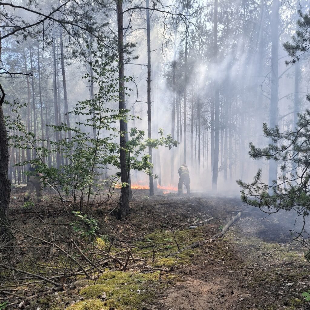 Strażacy gaszą pożar w lesie, otoczonym gęstym dymem i wysokimi drzewami.