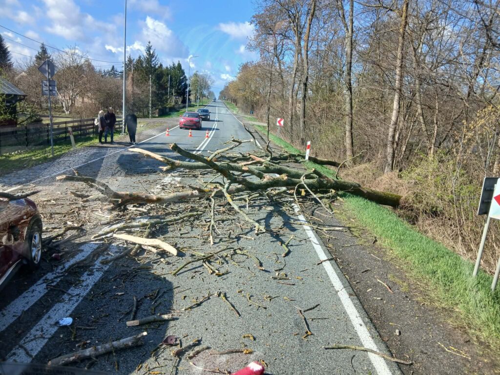 Na drodze leży powalony pień drzewa, a obok grupka osób rozmawia w pobliżu zaparkowanych samochodów.
