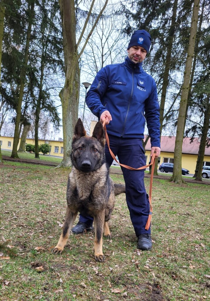 Policjant w mundurze trzyma na smyczy psa, stojąc w parku otoczonym drzewami.