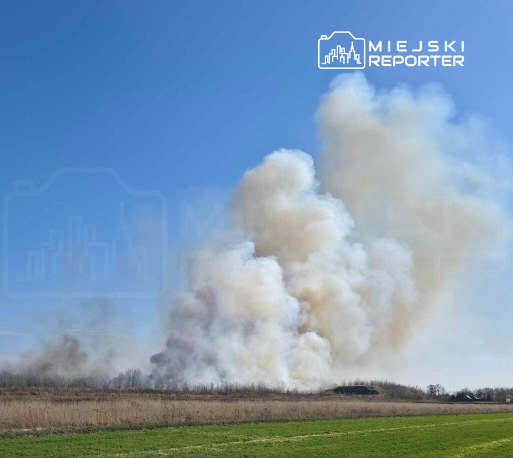 Gęsty dym unoszący się nad łąką w pobliżu lasu w słoneczny dzień.