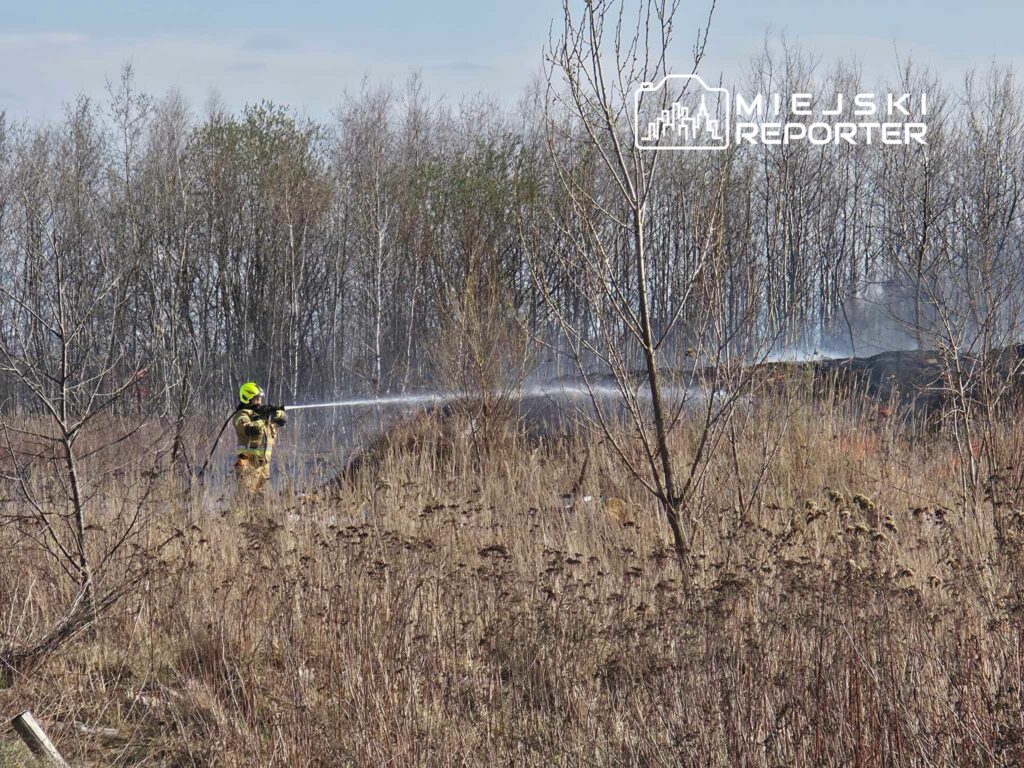 Strażak w hełmie gasi pożar trawy za pomocą węża strażackiego w leśnym otoczeniu.