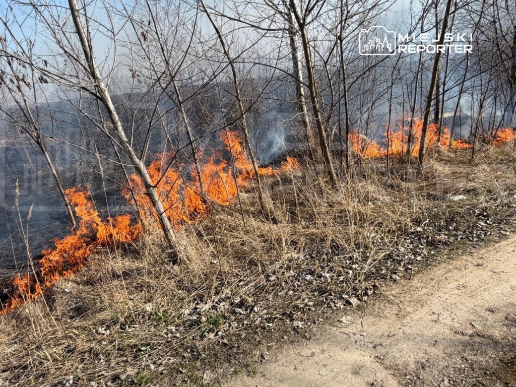 Ogień przemieszcza się wzdłuż trawy, otaczając drzewa w dymnym otoczeniu. W tle widoczne są zarysowane kontury płonącego terenu.