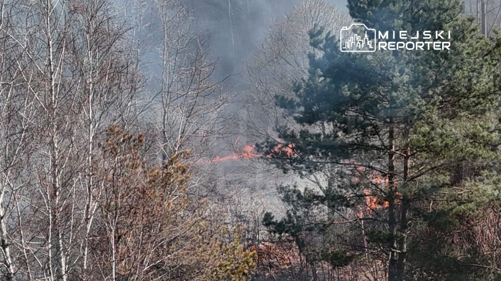 Pożar trawi zarośla w lesie, wydobywają się kłęby dymu oraz płomienie w tle.
