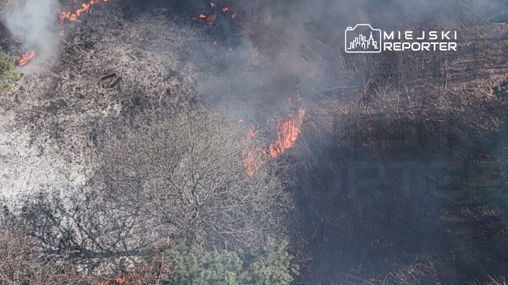 Pożar trawi zarośla, wydobywa się dym, a w tle widać płomienie otaczające nagą ziemię.