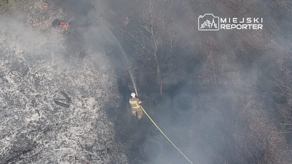 Strażak w hełmie gasi pożar trawy przy użyciu węża strażackiego w zadymionym terenie leśnym.