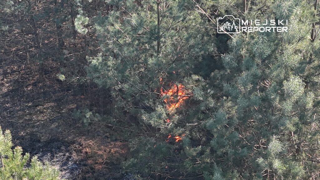 Ognisko pożaru widoczne wśród zielonych drzew w lesie, otoczone spaloną ziemią.