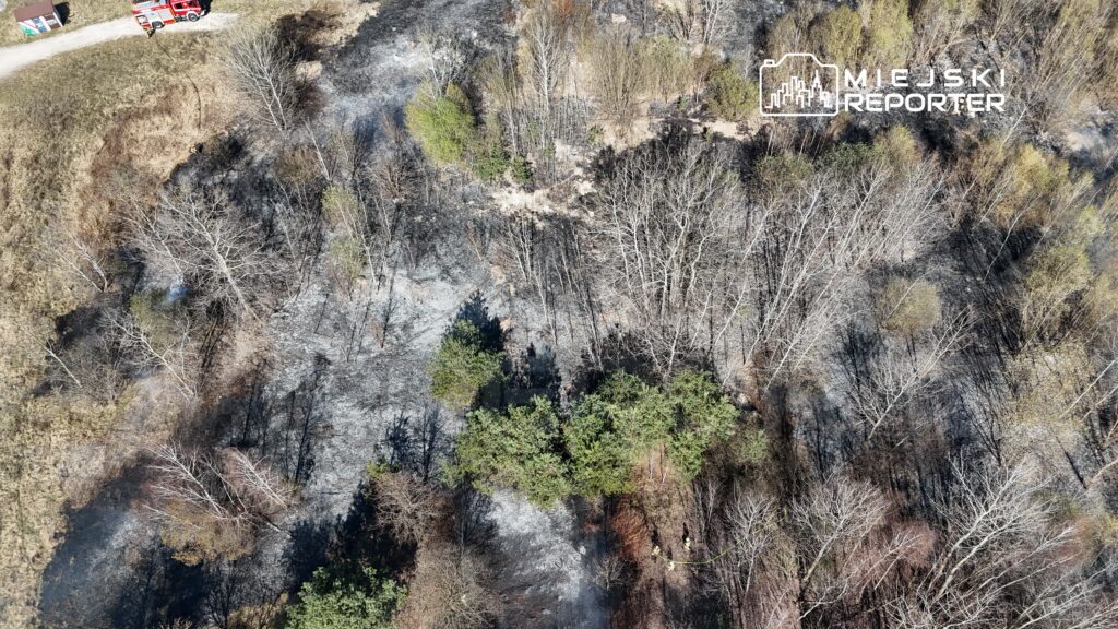 Zespół strażaków gasi pożar na zalesionym terenie, gdzie widoczne są spalone drzewa i szare, popiołowe ślady.
