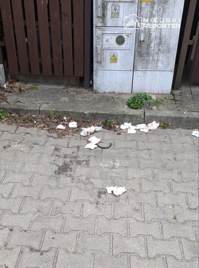 Na chodniku leżą porozrzucane odpady, w tym papierki i resztki jedzenia, obok drewnianego ogrodzenia.