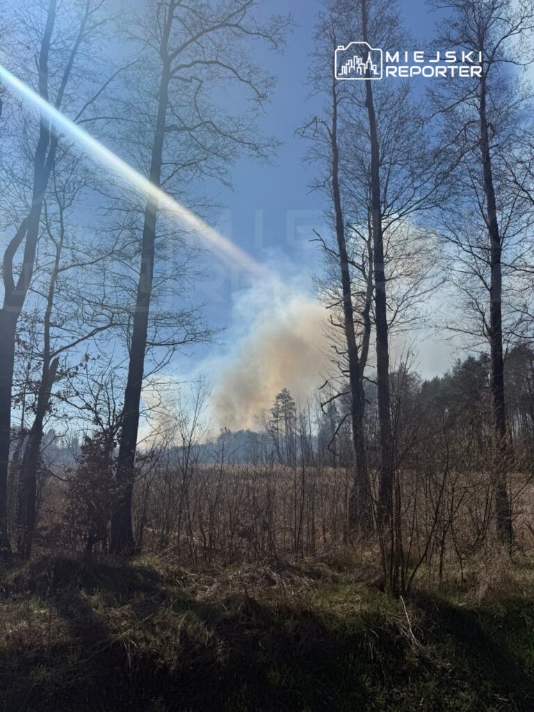 Dym unosi się z pożaru w lesie, otoczonym nagimi drzewami i bujną roślinnością.