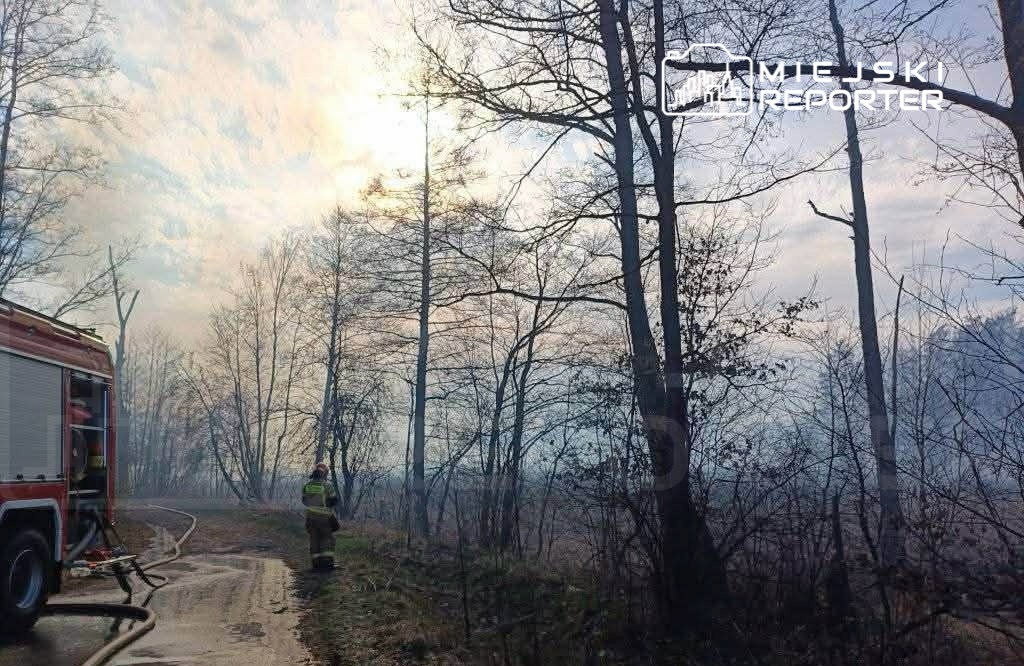 Strażak w mundurze obserwujący dymiący las obok wozu strażackiego na leśnej drodze.