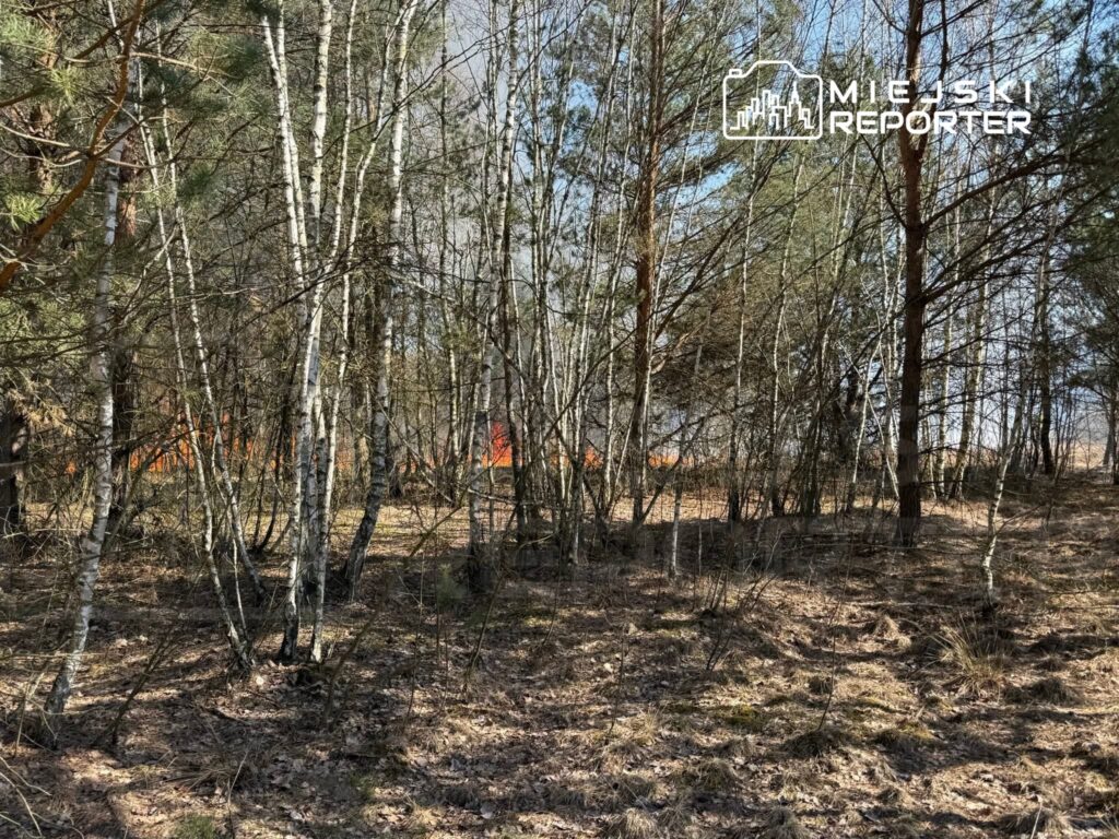Gęsty las z białymi brzozami i sosnami, w tle widoczne płomienie pożaru trawiącego podłoże.