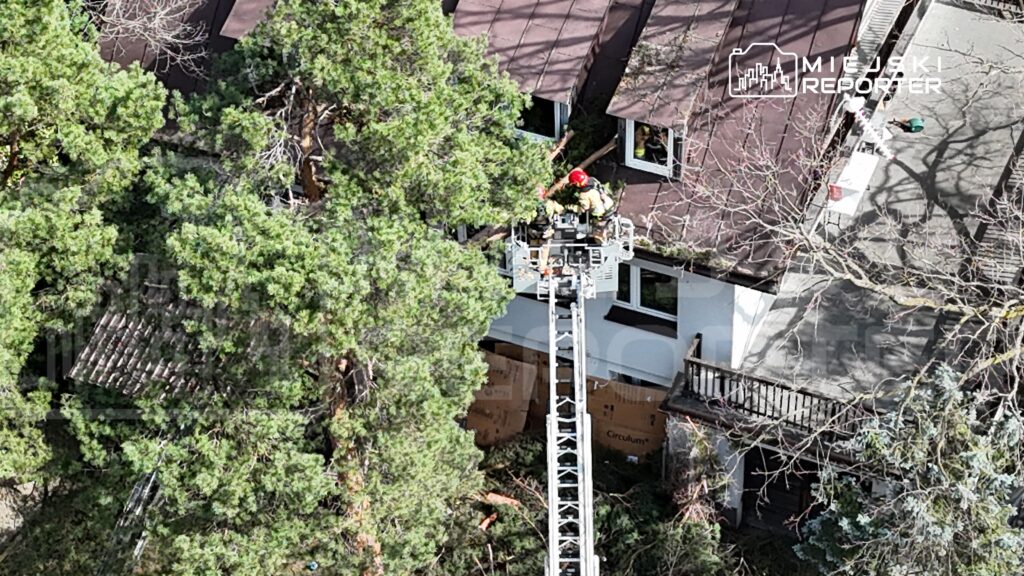 Strażacy w kaskach korzystają z podnośnika, aby usunąć gałęzie z dachu budynku otoczonego drzewami.