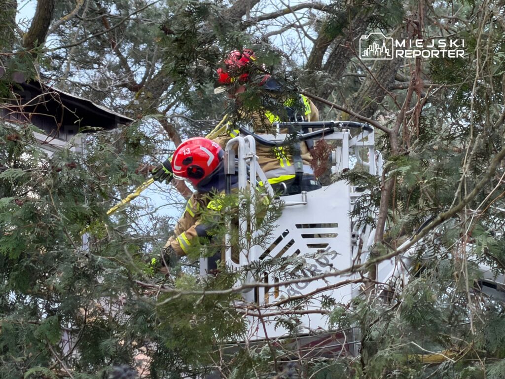 Strażacy w hełmach pracują na podnośniku, usuwając gałęzie z drzewa w otoczeniu gęstej roślinności.