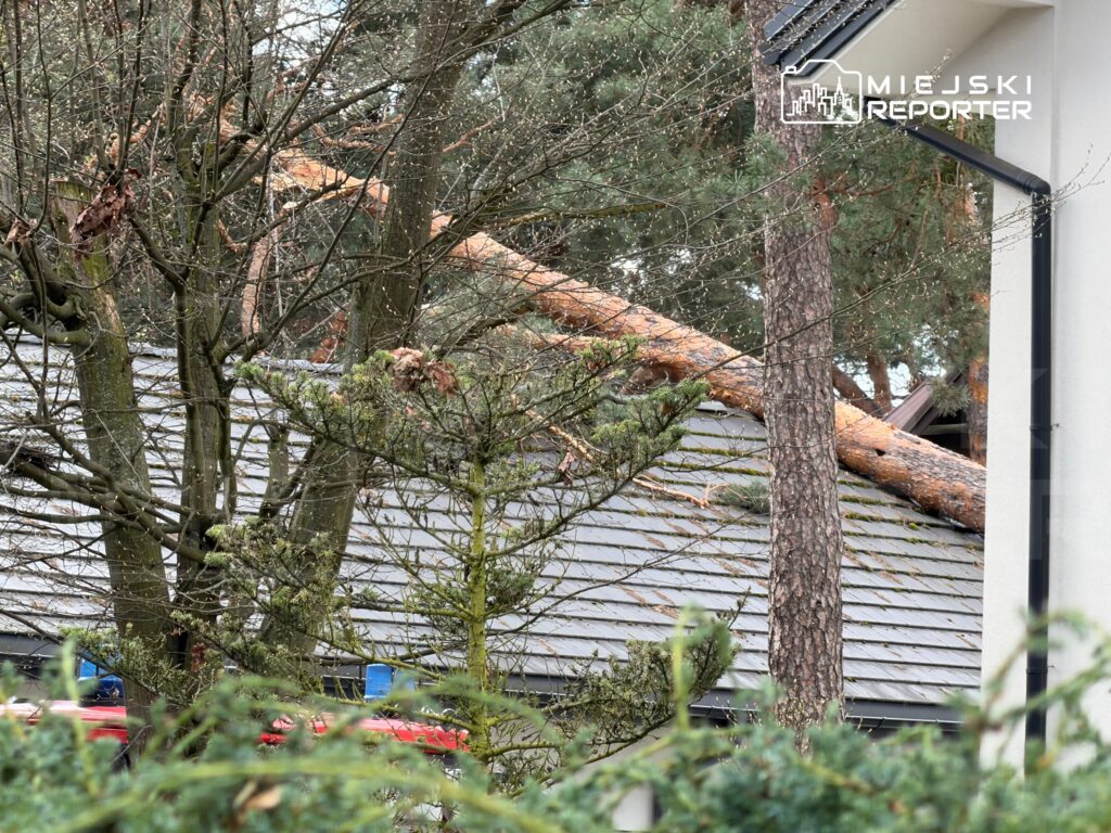 Złamany konar drzewa leży na dachu nowoczesnego budynku, otoczony nagimi gałęziami i zielonymi krzewami.