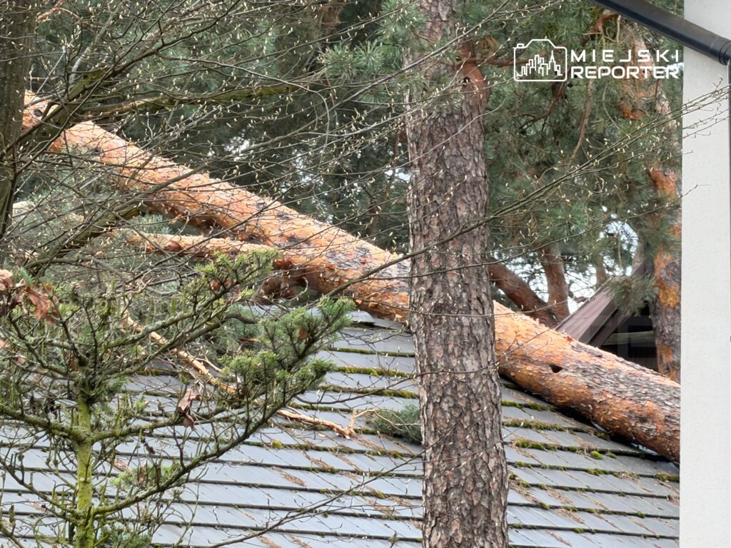 Na dach budynku spoczywa powalony pień drzewa, otoczony gałęziami i zaroślami.