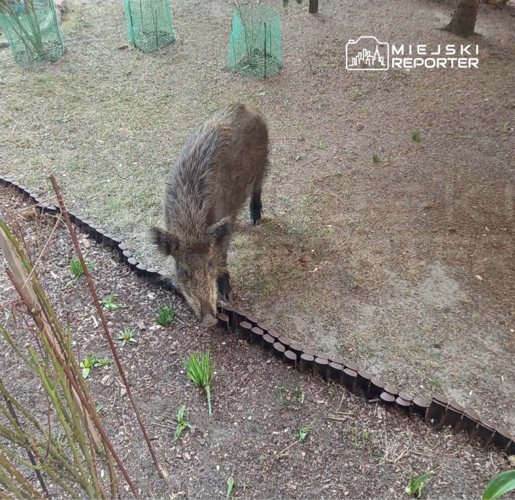 Dzik przeszukuje ziemię w ogrodzie, obok drewnianego ogrodzenia i zielonych pojemników.