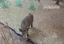 Dzik przeszukuje ziemię w ogrodzie, obok drewnianego ogrodzenia i zielonych pojemników.