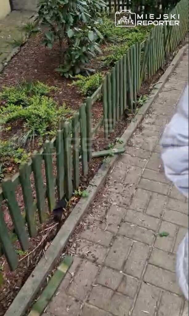 Mężczyzna w szarej kurtce spacerujący po chodniku obok drewnianego płotu i zielonych krzewów.