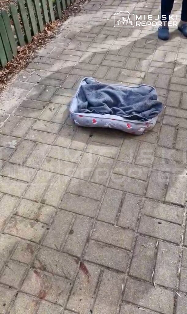 Na chodniku leży poduszka w kolorze szarym z niebieskim kocem, w tle widoczny drewniany płot.