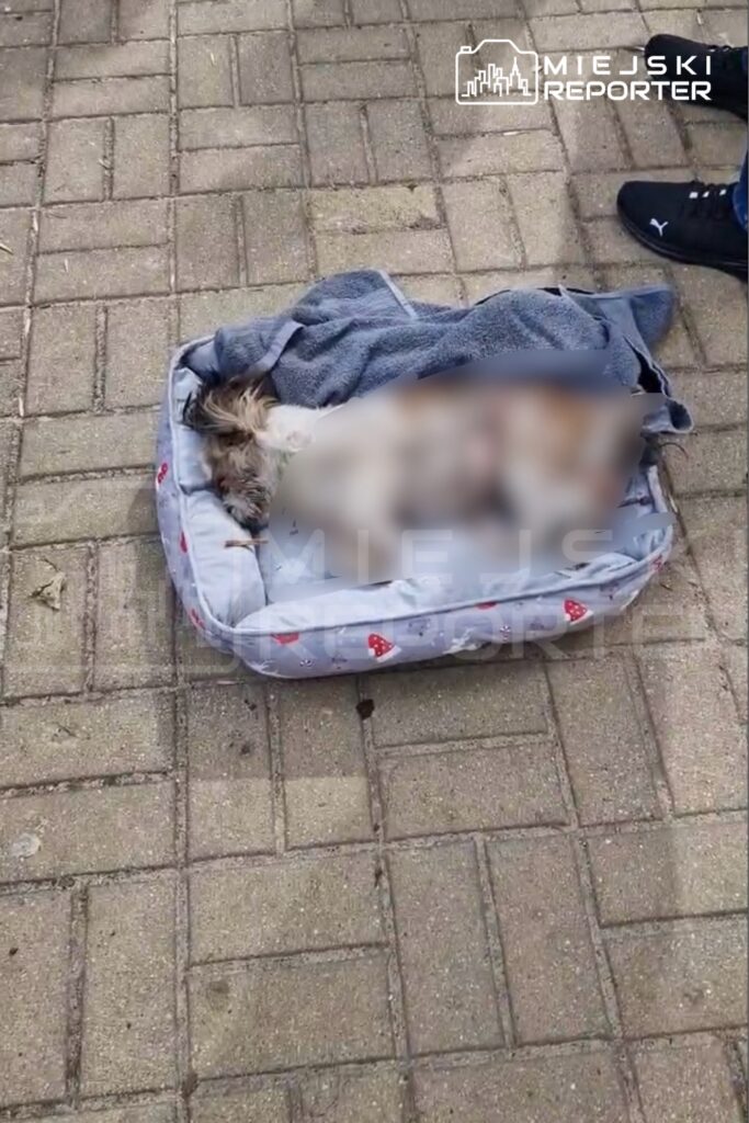 Mały piesek leży w posłaniu na chodniku, przykryty szarym ręcznikiem. Obok widoczne są buty i nogi osoby stojącej.