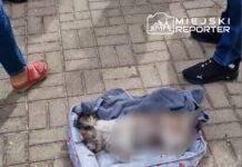 Na chodniku leży mały pies w szarej poduszce, przykryty ręcznikiem, wokół stoją ludzie w codziennych ubraniach.